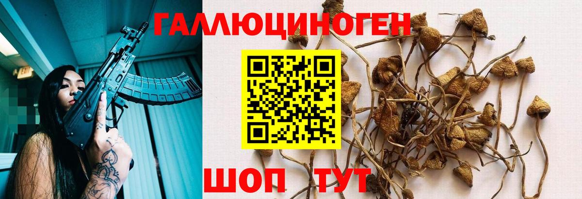 где найти   Псилоцибиновые грибы Cubensis  Людиново  Вход с VPN  Галлюциногенные грибы Psilocybine cubensis 